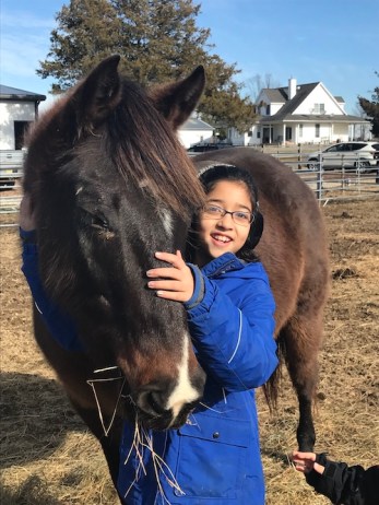 Mishi-horse-closeup-500*600